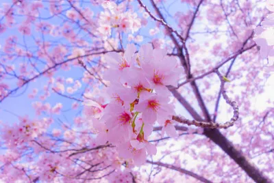 CEREZO