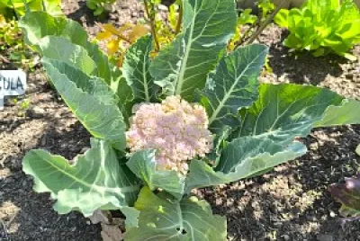 Plantas de la Huerta Escolar