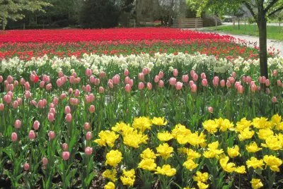Tulips