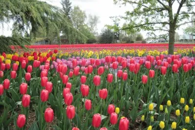 Tulips