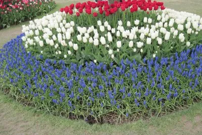 Tulips