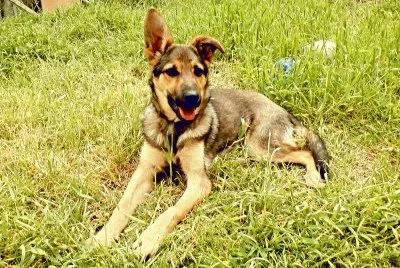 MASCOTASI