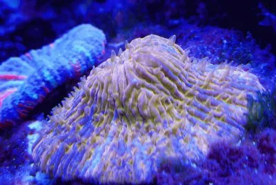 Ultra Disk Coral
