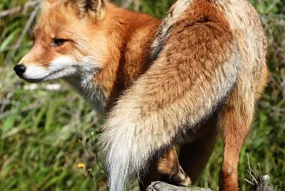 vulpe