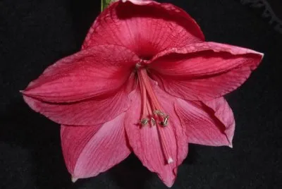Amarilis