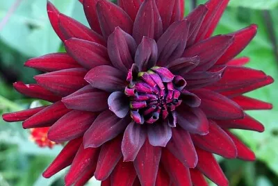 Flor roja