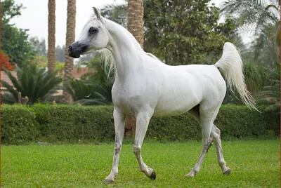 حصان مصري 2