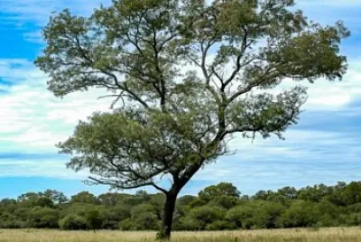 quebracho colorado