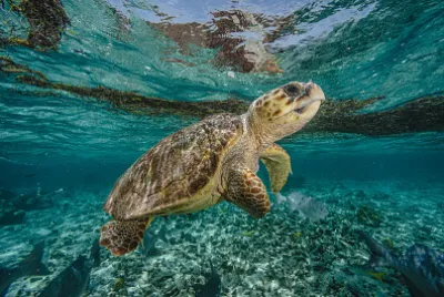 Tortuga