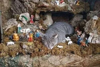 gato