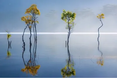 Arboles en el agua