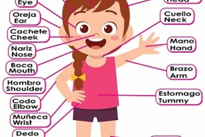 CUERPO HUMANO