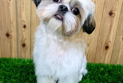 Perro