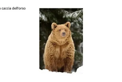 orso