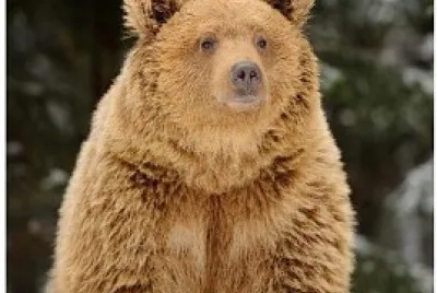 a caccia dell 'orso
