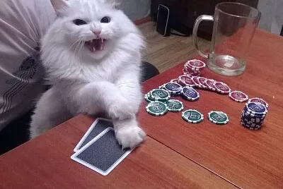 פאזל של Gato ludopata