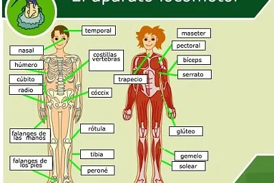 Aparato Locomotor