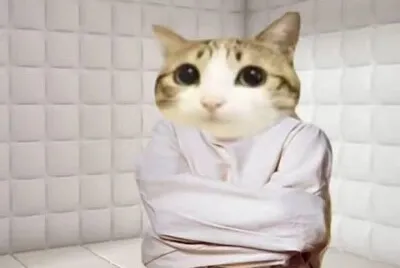 פאזל של Psicogato