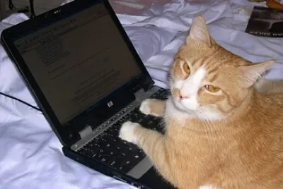 פאזל של Gato harto