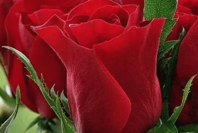 Rosa Vermelha
