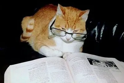 פאזל של Gato lector