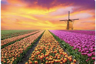 Champ de tulipes à perte de vue aux Pays-Bas