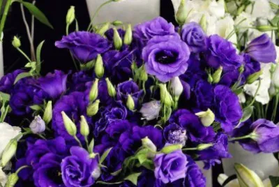 Rosas LilÃ¡s