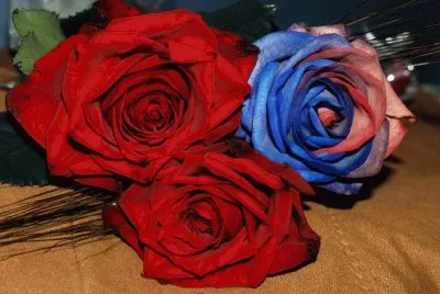 Rosas Vermelhas e Azul
