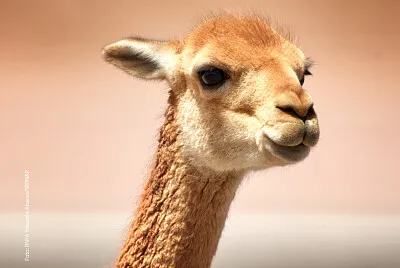 Rompecabezas de una Vicuña