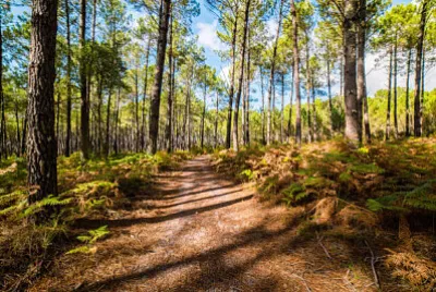 Pinède et fougères