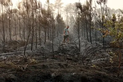 Forêt brulée à Landiras