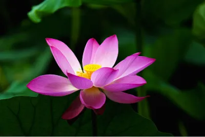 Preciosa flor