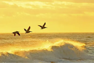Pelicanos en Vuelo