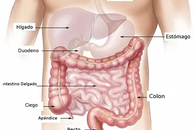 Aparato digestivo