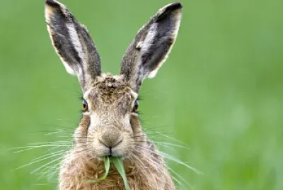 Brown Hare