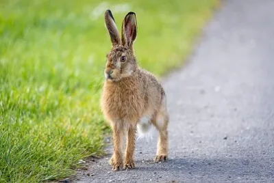 Brown Hare