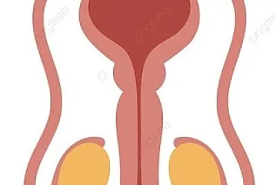 anatomía del sistema reproductor