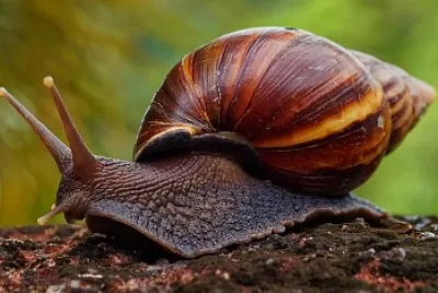 蝸牛