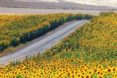 Caminho de Girasol jigsaw puzzle