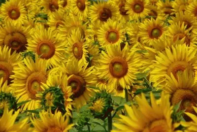 BuquÃª Girasol jigsaw puzzle