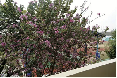 羊蹄甲開花