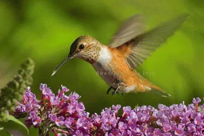 Beija-Flor