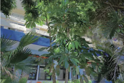 澳洲鴨腳木