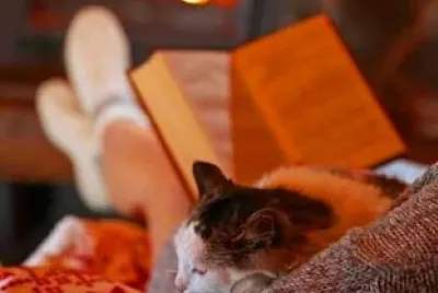 gato