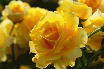 Rosas Amarelas jigsaw puzzle