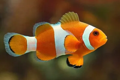 peixes jigsaw puzzle