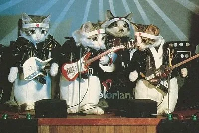 Gatos rockeros