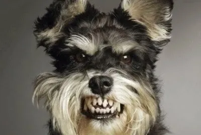 Grrrr... jigsaw puzzle