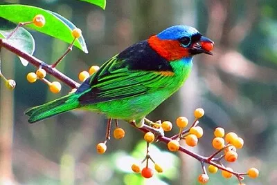 פאזל של Imagem