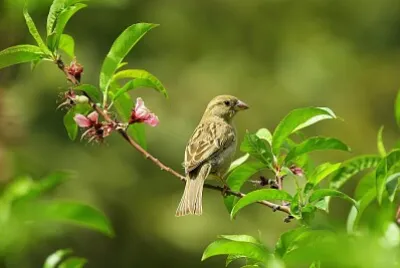 Pajarito jigsaw puzzle